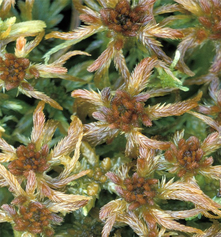 Sphagnum jensenii